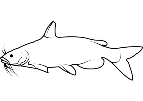 Channel Catfish (Ictalurus Punctatus) Coloring Page